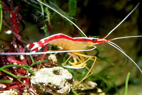 tôm vệ sinh thái bình dương